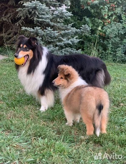 Щенки колли