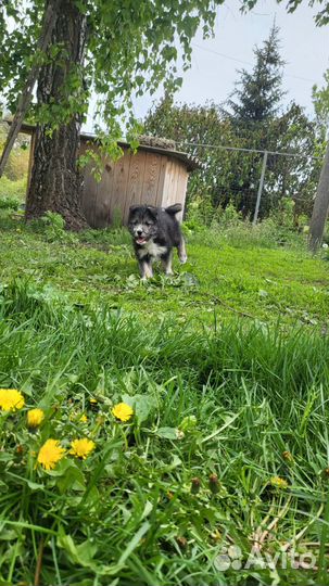Отдам в добрые руки щенка хаски