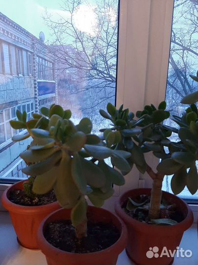 Денежное дерево