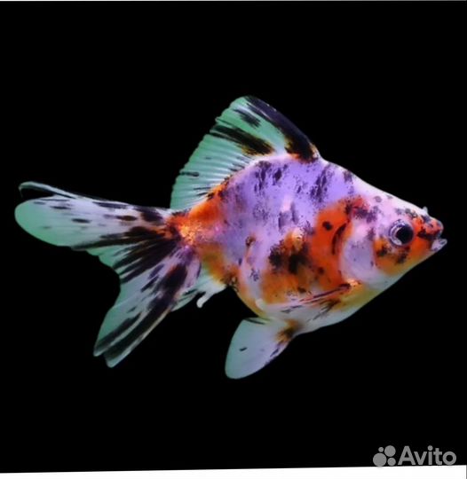 Золотый рыбки
