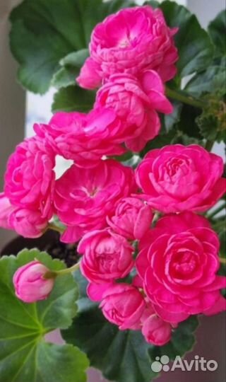 Пеларгония герань