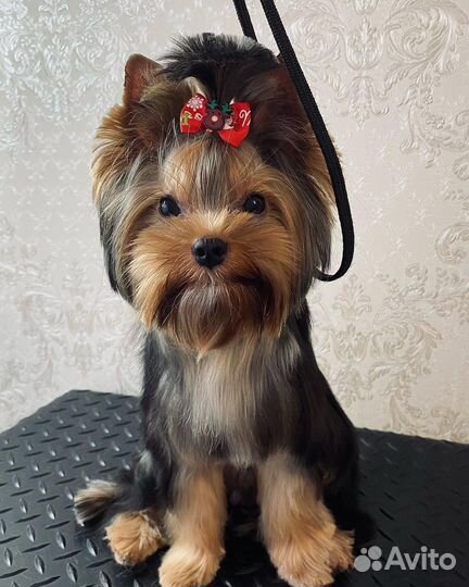 Стрижка собак и кошек