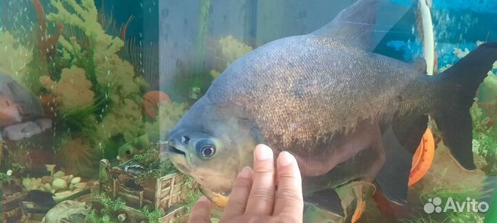 Рыбка пиранья Паку