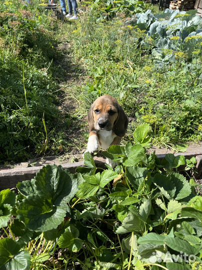 Бигль щенок