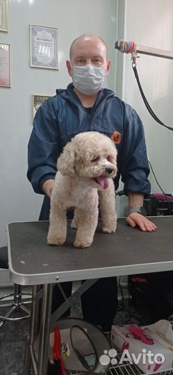 Стрижка собак (ученик)