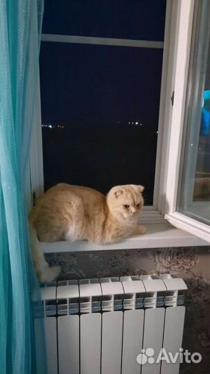 Кот 3 года