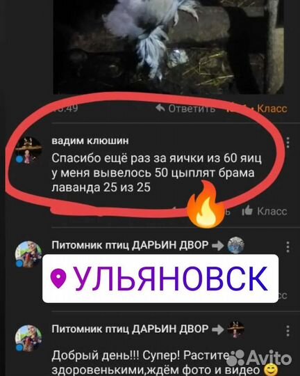 Брама лаванда, брама Изабелла