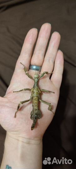 Австралийский палочник - палочник Маклея