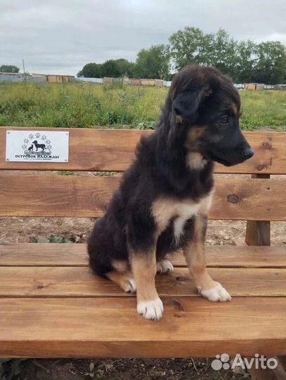 Красивый щенок ищет дом в добрые руки