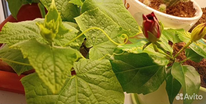 Двухкомпонентное удобрение для растений