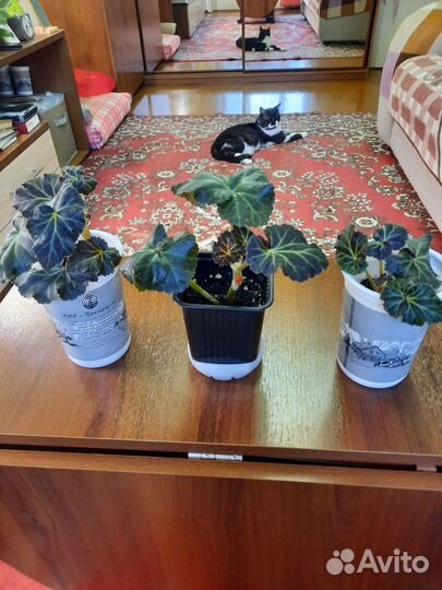 Бегония белая, желтая и красная