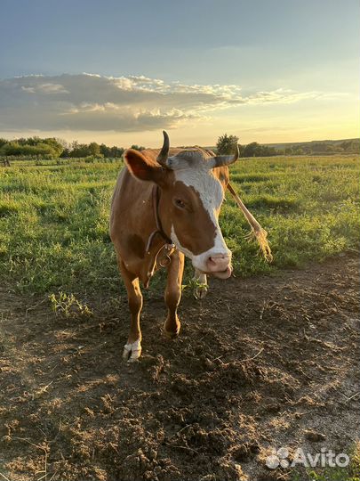 Корова стельная и телка
