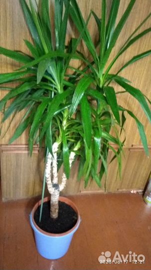 Пальма юкка