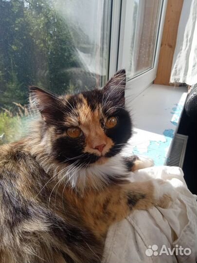 Кошка на счастье )