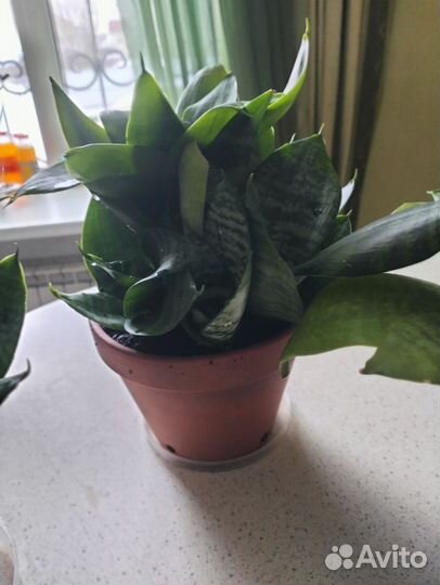 Сансивиерия ханни