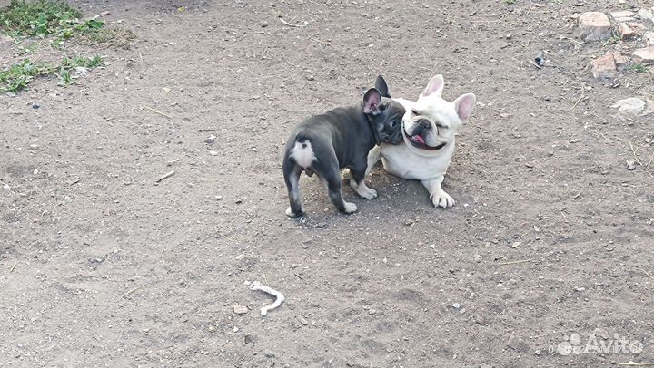 Французский бульдог