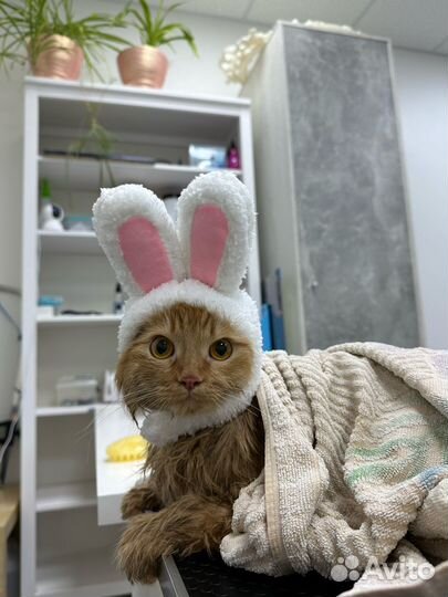 Груминг собак и кошек