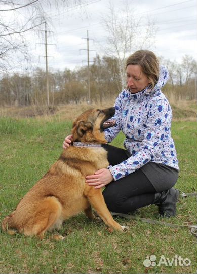Молодой, рыжий парень-Бурбон ищет дом