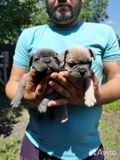 Голубые Френчики с изабеловым геном