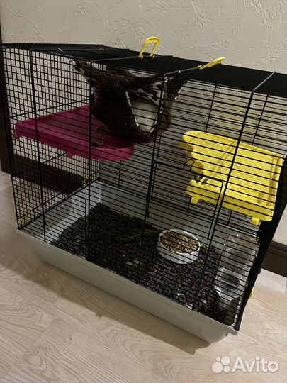 Подарю 2 крыски с клеткой