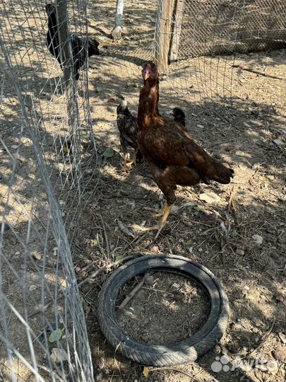 Бойцовые куры