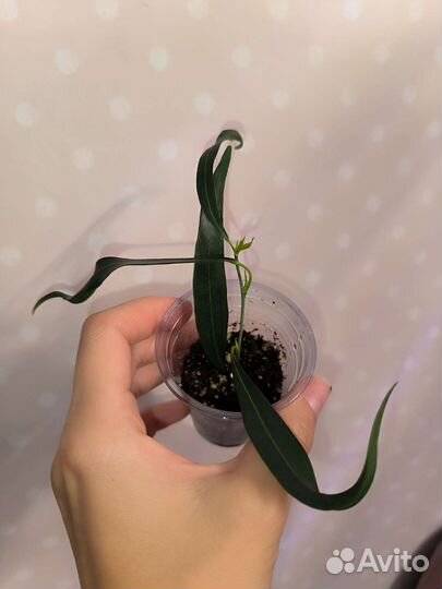 Фикусы сортовые