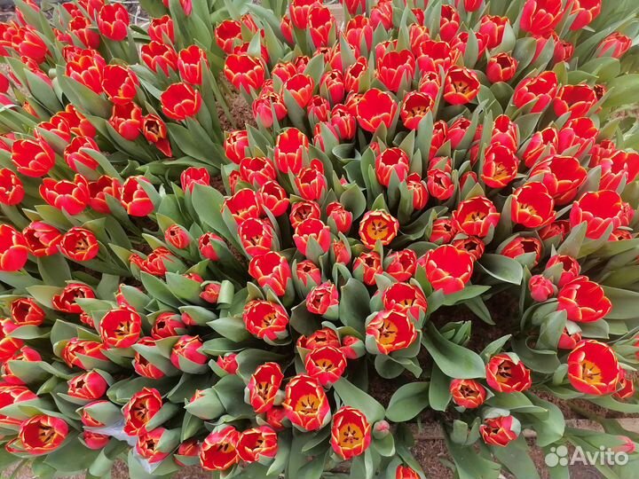 Тюльпаны к 8 марта оптом