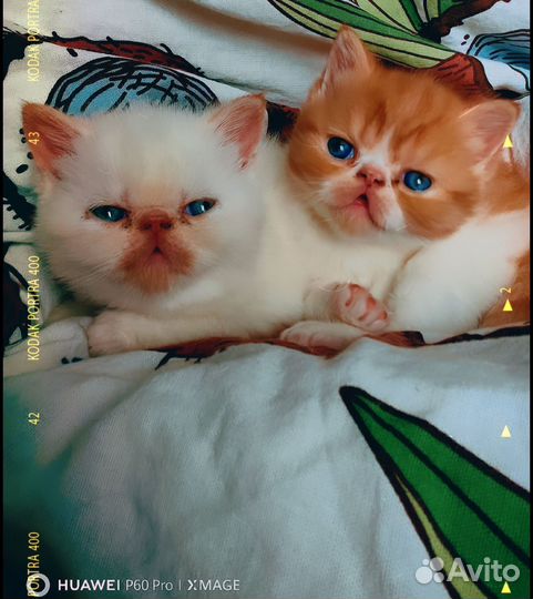 Экзотический котенок Редс