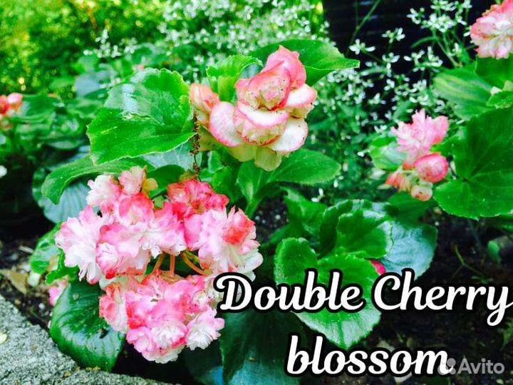 Вечноцветущие бегонии