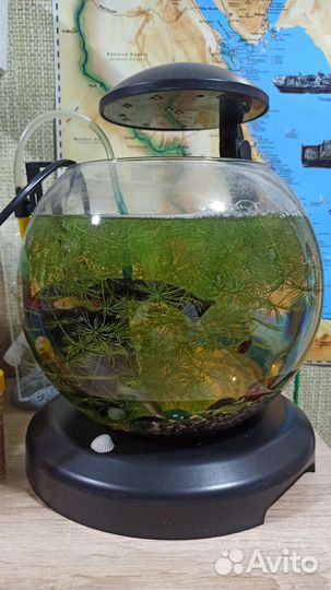 Аквариум с рыбками