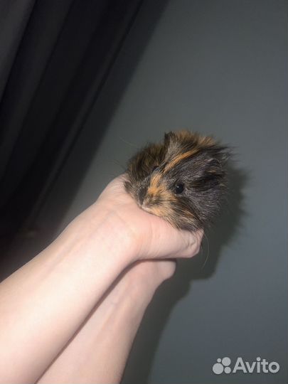 Морская свинка