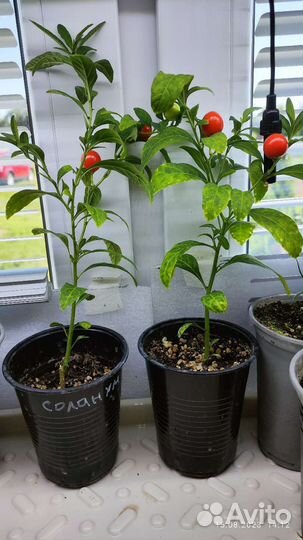 Соланум псевдокапсикум