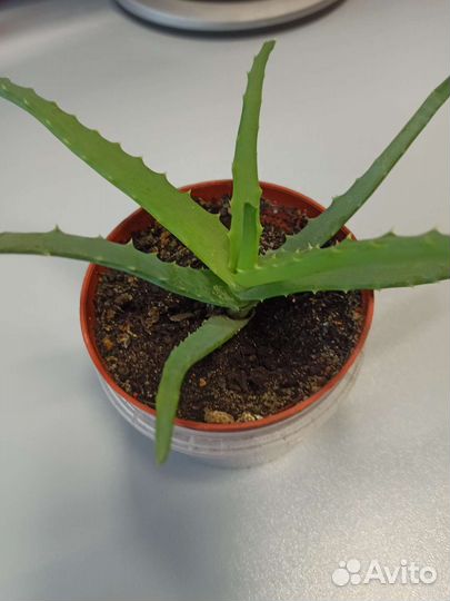 Алоэ столетник