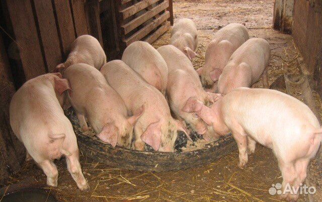 Поросята