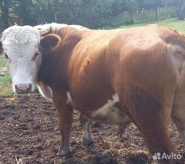 Быки герефорд