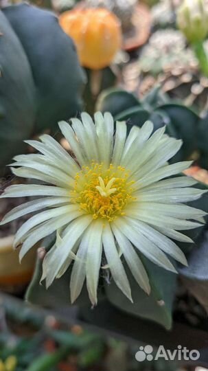 Астрофитум мириостигма