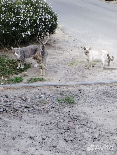 Ищем нового хозяина и дом. Хозяйка умерла