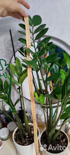 Замиокулькас