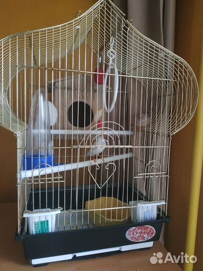 Пара амадин с клеткой