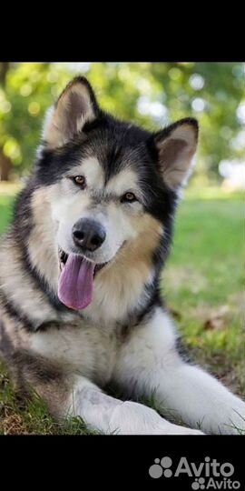 Передержка