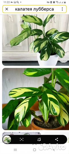 Калатея разные сорта