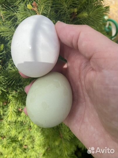 Яйца на инкубацию черных кур Ухейилюй