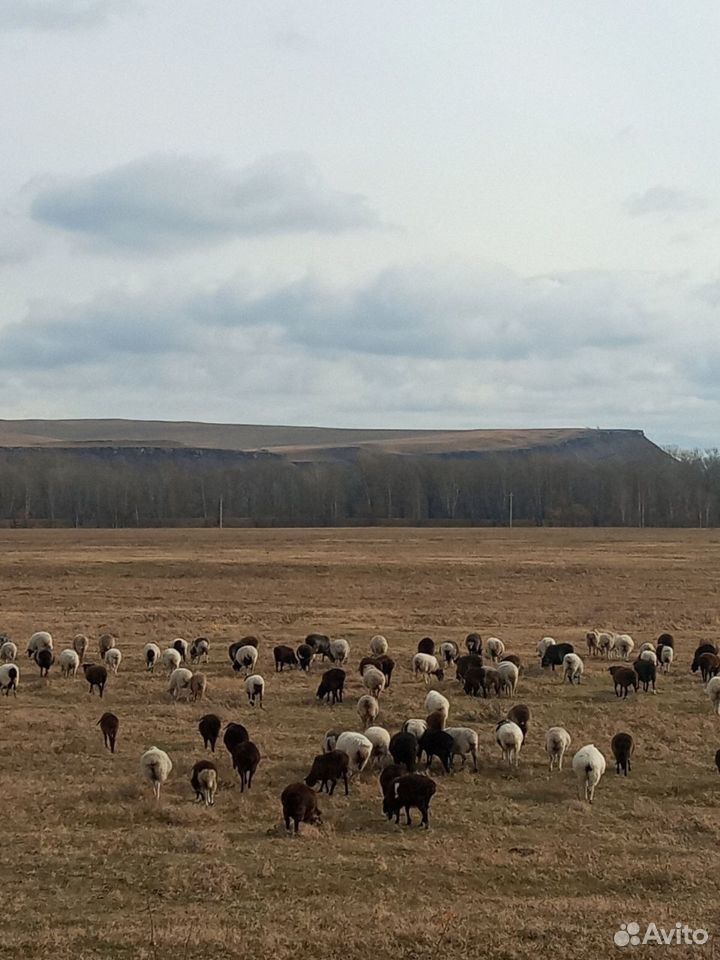 Бараны овцы