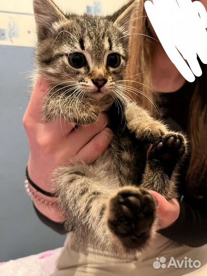 2 котенка в добрые руки