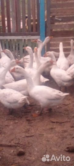 Гуси породы линда