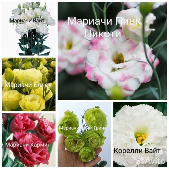 Эустома рассада