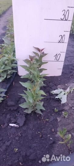 Сеянцы Сирени обыкновенной(оптом)