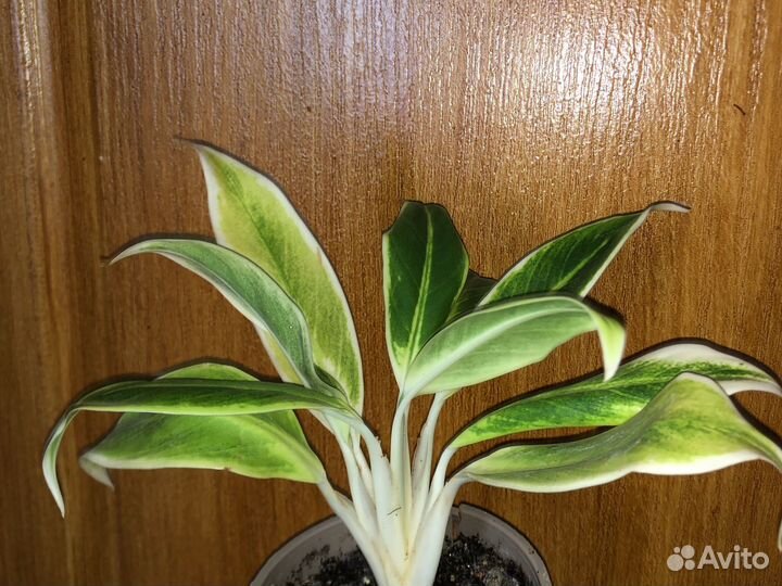 Аглаонема сортовые