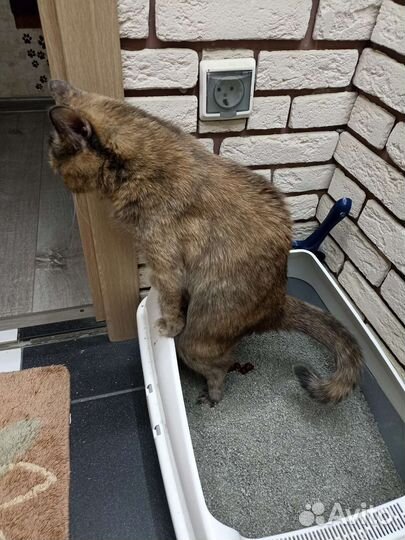 Кошка в дар бесплатно