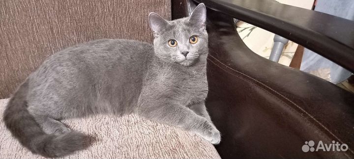 Молодой котик ждет невест